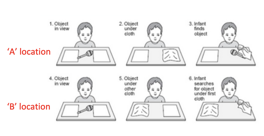 <ol><li><p><mark data-color="yellow">after 8 months, children gain object permanence</mark>, understands that objects continue to exist even when out of sight BUT <mark data-color="yellow">makes the A-not-B error</mark></p><ol><li><p>ex: researcher hides an object in a wooden box with 2 openings covered by a cloth</p></li><li><p>9-mo-old sees where the object went, opens the correct covering to find the object</p></li><li><p>BUT has a fixated view on where the object exists (doesn’t have knowledge that object can exist in a different place)</p></li><li><p>although the researcher placed the object in a different location, the baby searches for it in the place where it was initially placed - incorrect location</p><p><em>a.&nbsp;&nbsp;&nbsp;&nbsp; </em>correct searching at the A location would mean that infants have object permanence, out of sight is NOT out of mind</p><p><em>b.&nbsp;&nbsp;&nbsp;&nbsp; </em>incorrect searching at location B means that infants do not yet understand that object existence is independent of location (and/or action)</p></li></ol></li></ol>