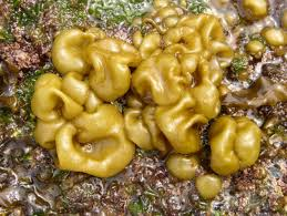 <p>air filled sac, crustose holdfast, haplodiplontic, parenchymatous</p>
