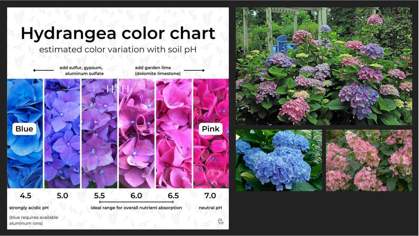 <p>Hydrangea paniculata</p><p>Panicle Hydrangea</p><p>Hydrangea</p>