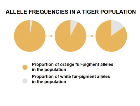 <p>Is the evolution in this population a consequence of natural selection?</p>