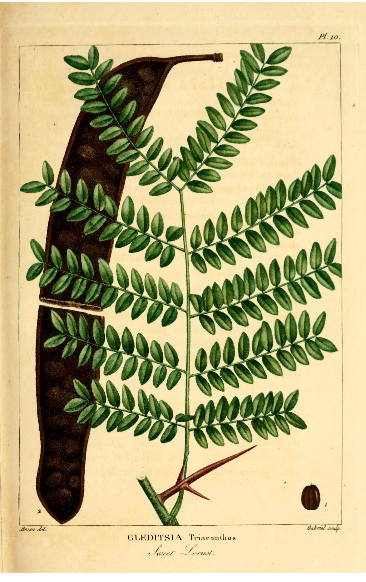<p>What is the scientific name of Honey Locust</p>