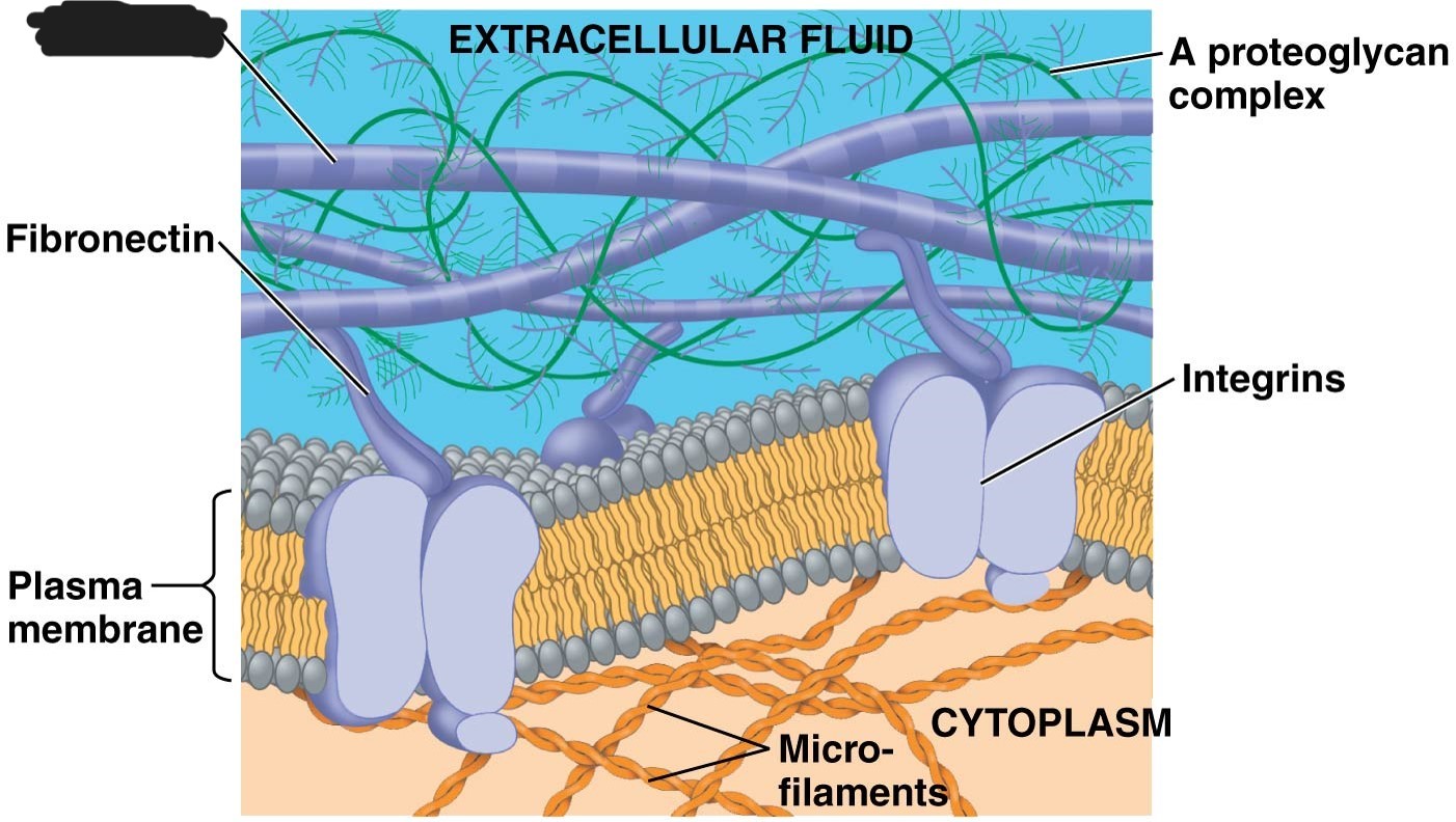 <p>1 extracellular matrix (ECM)</p>