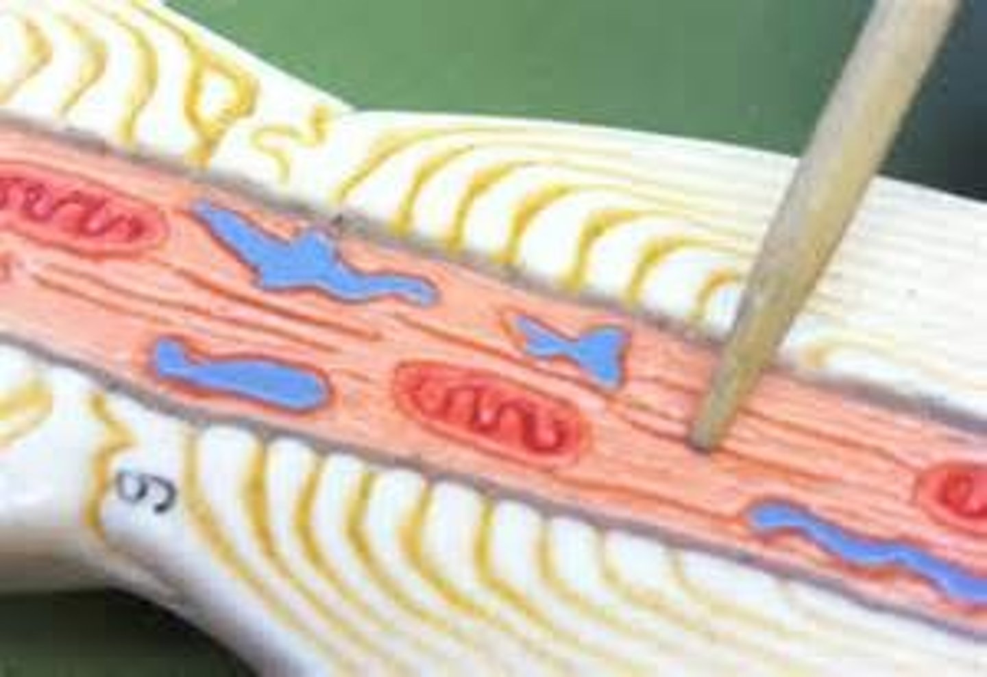 <p>bundles of neurofilaments that provide support for dendrites and axon</p>
