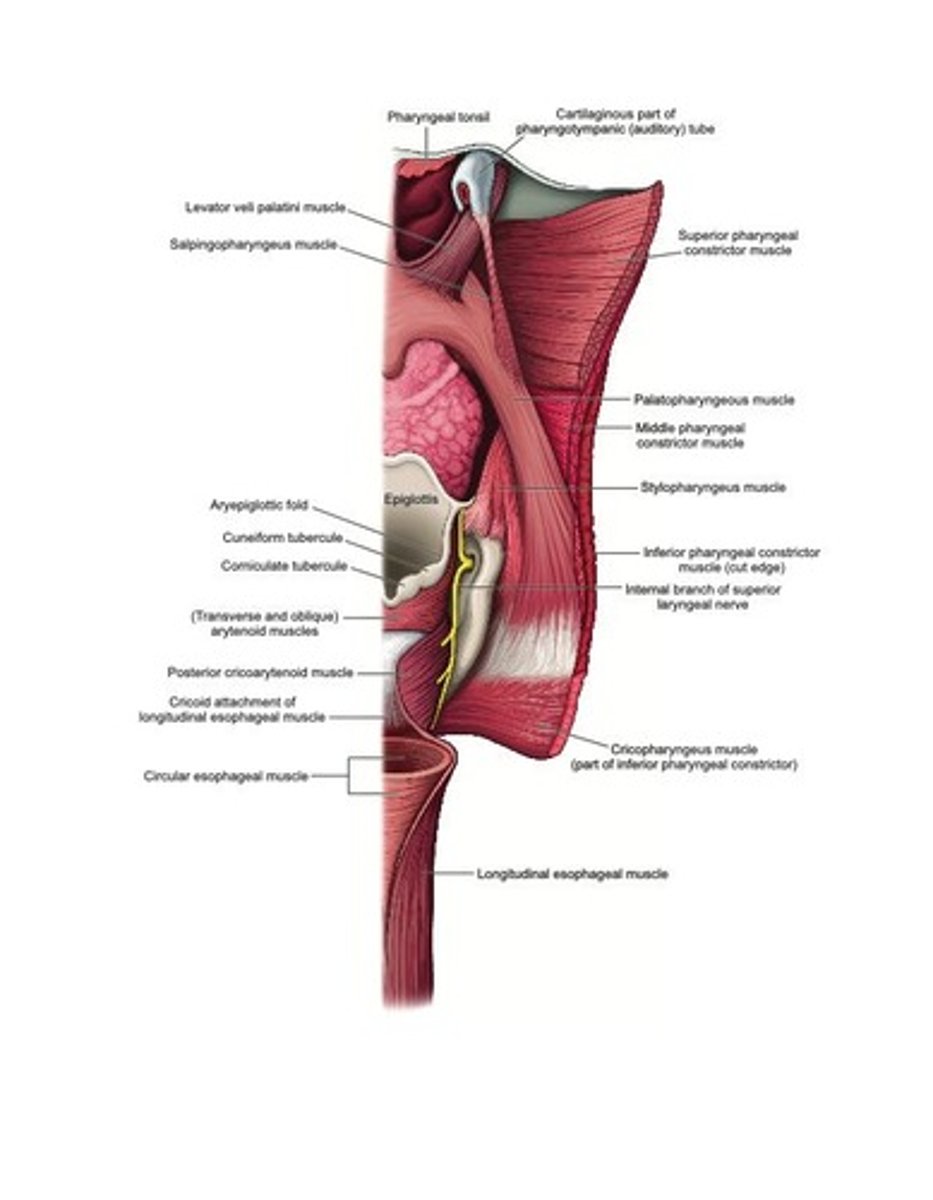 <p>Constricts the upper pharynx.</p>