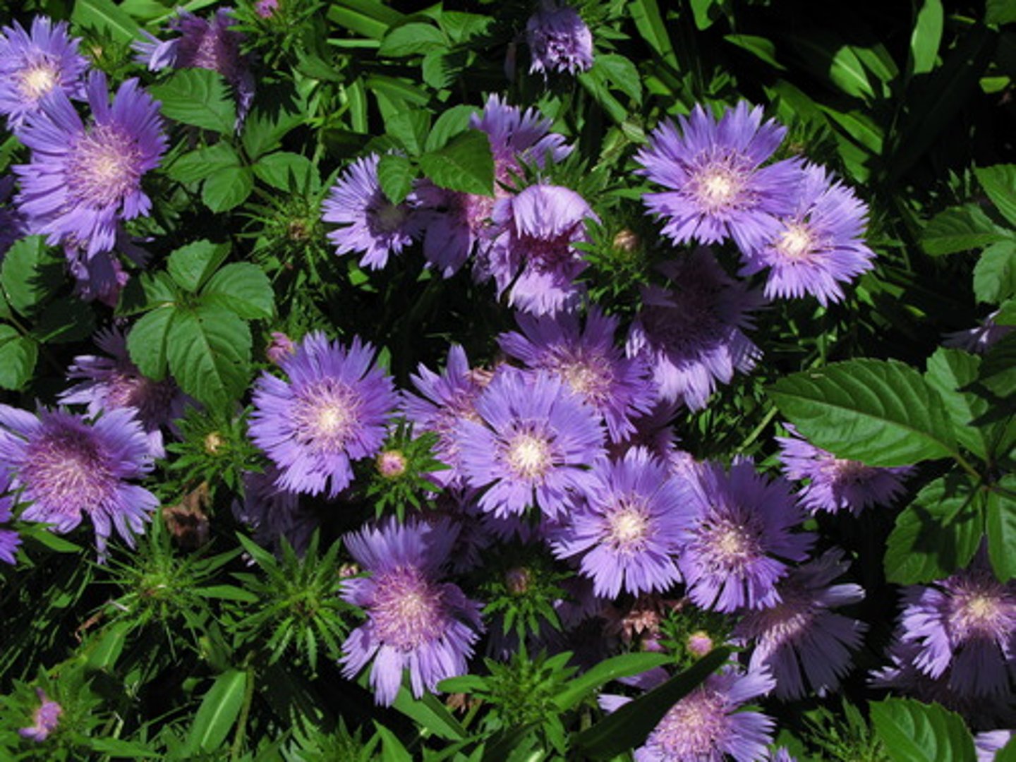 <p>basal mound of foliage</p><p>leaves: white midvein; teeth on base of stem foliage; clasp stem</p><p>blooms: covered in teeth</p>