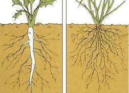 Monocots- fibrous root system (right pic)

Dicots- tap root (left) 