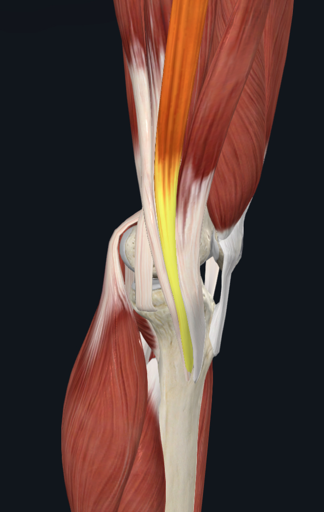 <p>what is the yellow part?</p>