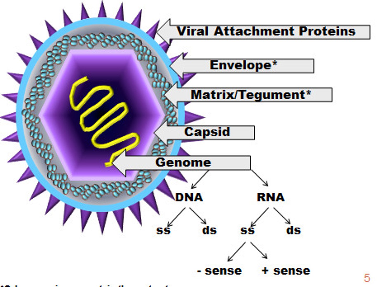<p>- extracellular state of a virus</p><p>- only capable of infecting a host cell</p><p>- consists of &gt;/= 1 molecule of DNA OR RNA enclosed in a coat of protein at min. (nucleocapsid)</p>