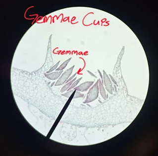 <p>What sort of reproduction are gemmae cups involved in?</p>