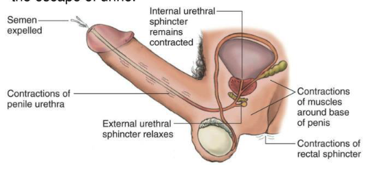 <p>describe the expulsion phase of ejaculation (phase 2)</p>