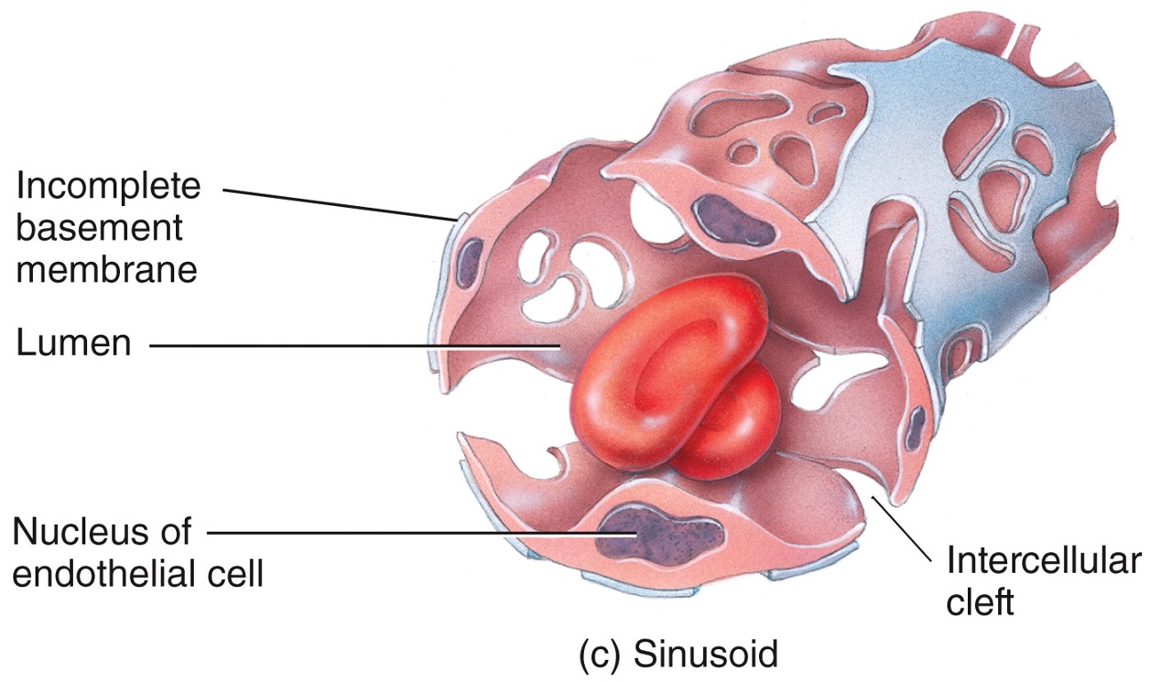 * wider and more winding than other capillaries
* can allow proteins or even blood cells to enter bloodstream from tissues (this is how RBCs enter bloodstream in red bone marrow)
* contain special lining cells adapted to function of the tissue
* found in liver, spleen, anterior pituitary, parathyroids, adrenals