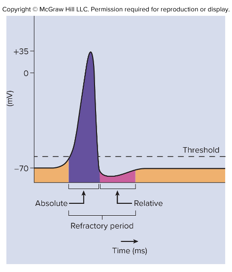 <p>Plasma membrane becomes less sensitive to further stimulation</p><ul><li><p><strong>Absolute refractory period</strong></p></li><li><p><strong>Relative refractory period </strong></p></li></ul><p></p>
