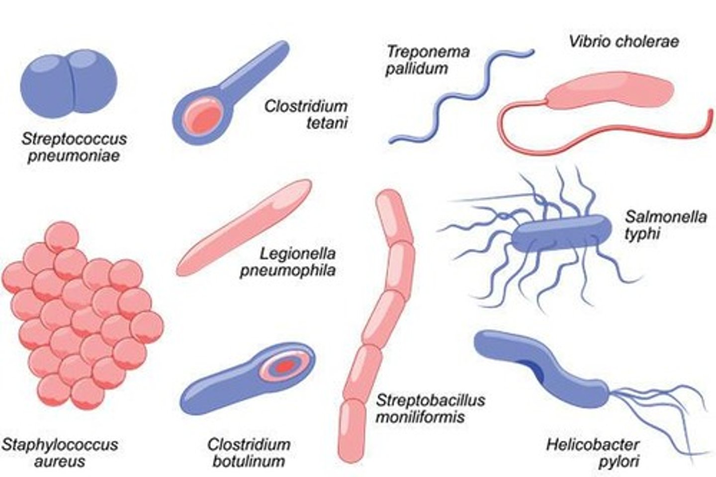 <p>Bacteria, Virus, Fungi, Parasite</p>