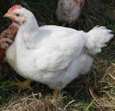 <p>Cornish: skin and shank color is yellow, muscled body, slightly curved beak, and short feathers</p><p>Class: English</p><p>Egg Color: Brown</p><p>Comb: Single</p>