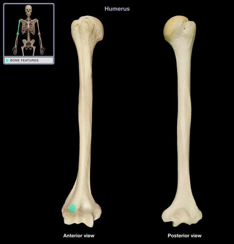 <p>anterior depression that receives the radial head with flexed forearm</p>