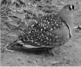 <p>Orden pteroclidiformes</p>