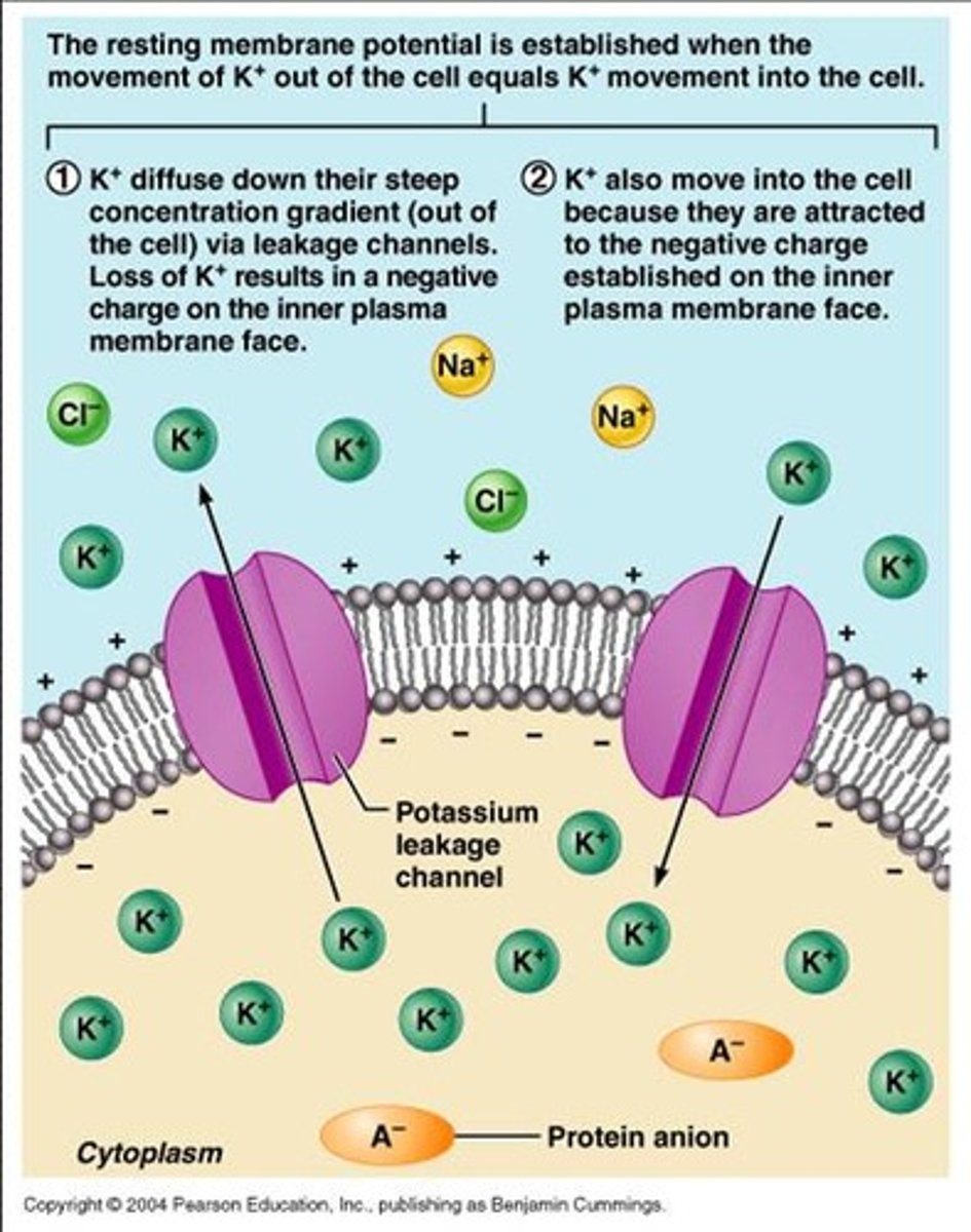 <p>The Neuron body has a charge outside and a charge inside. The outside is positively charged, and the inside is negatively charged in what's called the resting membrane potential (around -60mV)</p><p>There are two forces that act on the ions. The electrostatic force that attracts the ions, and the concentration gradient that moves from higher conc. to lower</p><p>The Na,Cl, and Ca are in higher concentration outside the neuron, while the K, and Organic Anions are located inside higher. The potassium wants to leave the neuron based on the concentration gradient, but charge wise is attracted to the negative interior. Sodium is attracted inside by both concentration gradient and attraction to charge. Just do the same thing for the rest. Look at charge and look at concentration</p><p>The Membrane potential is maintained by the Sodium Potassium Pump and Leak channels. The leak channels allow the resting membrane potential to be achieved by maintaining a constant flow of potassium in and out, because of the counterbalancing concentration and electrostatic force. While the leak channels allow sodium in because it's attracted by both the electrostatic and concentration forces. But because the membrane is not as permeable to sodium less comes in otherwise the resting potential would be VERY positive. The Sodium potassium pump uses ATP to pump 3 sodiums out and two potassiums in thus putting a net negative charge on the inside at around -60mV</p>