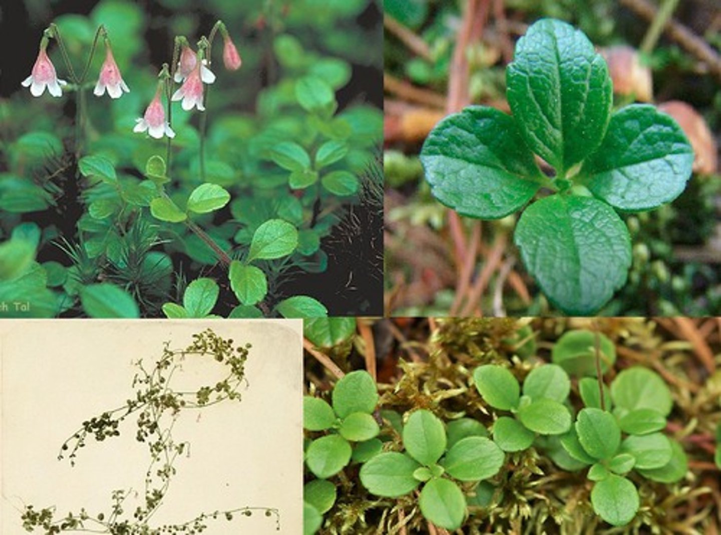 <ul><li><p>bell-shaped flowers in pairs with long styles</p></li><li><p>crawling shrub</p></li><li><p>opposite with small rounded teeth</p></li></ul><p>Genus</p>