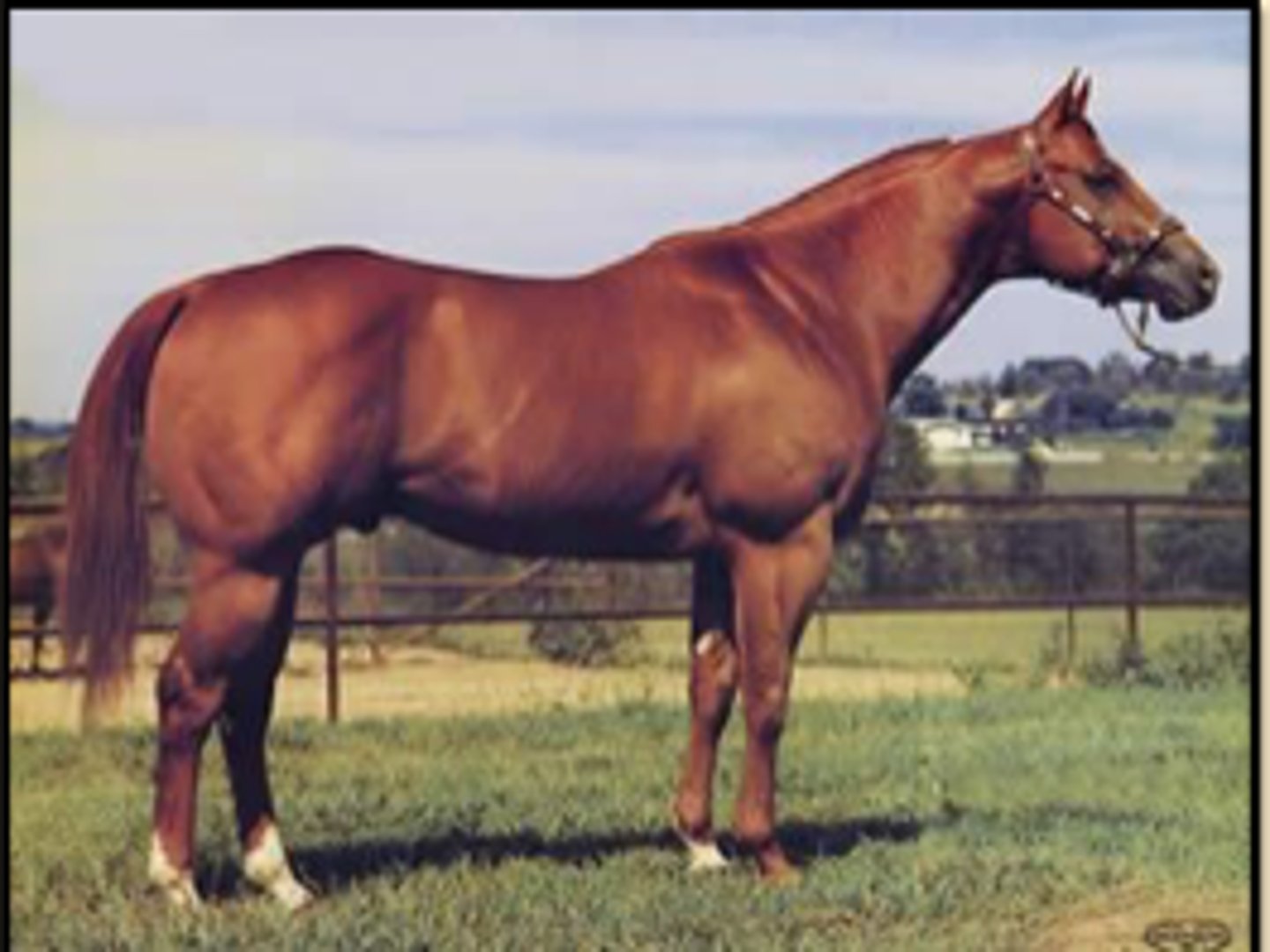 <p>You see a horse muscled like this. What is your first thought?</p>