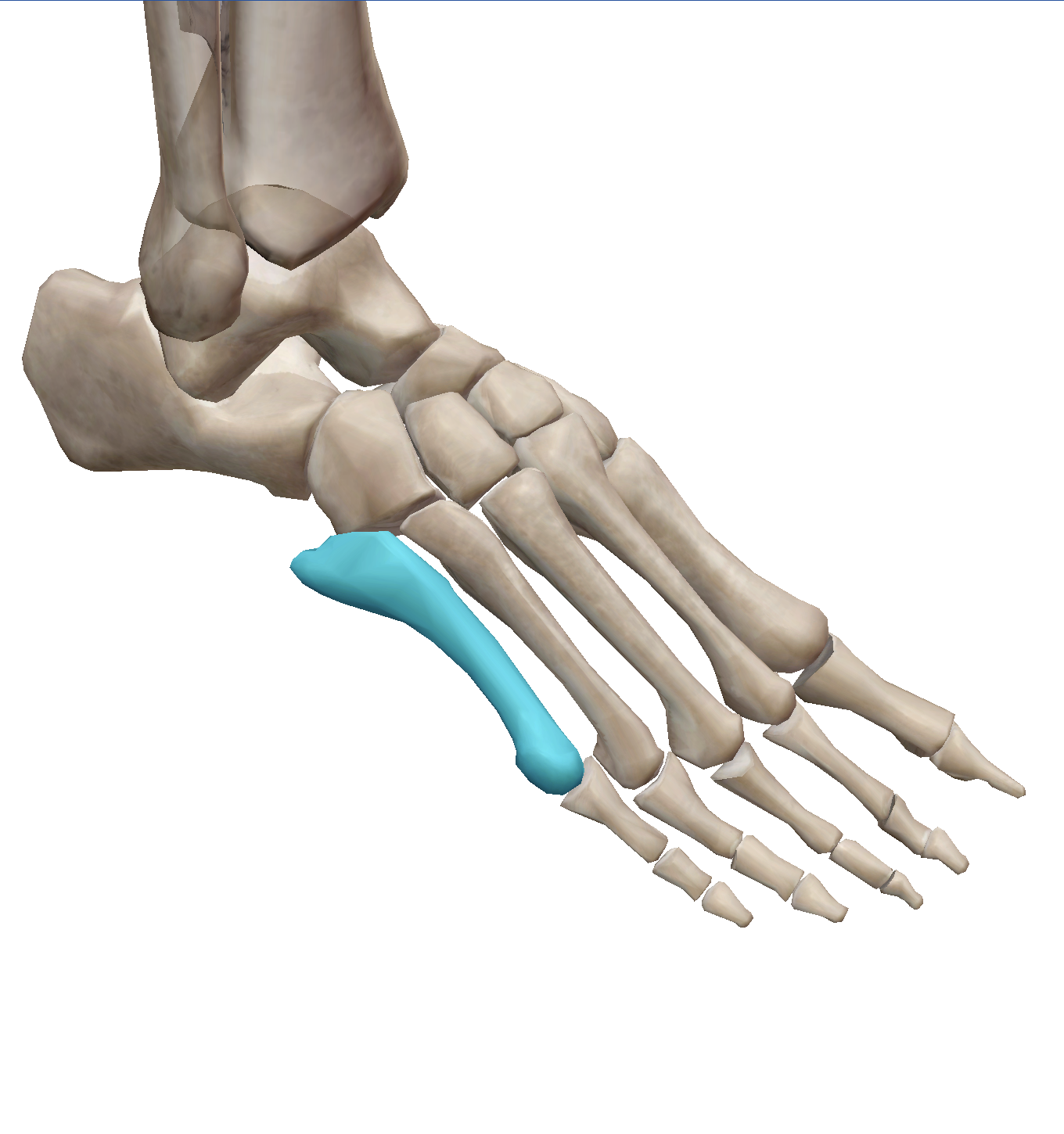 <p>Which tendon inserts at the base of the highlighted bone?</p>