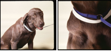 <ul><li><p><span style="color: red"><strong>Common:</strong></span> 2nd only to skin tumors in dogs</p><ul><li><p>Multi-centric most common in dogs</p></li></ul></li><li><p><span style="color: red"><strong>MOA:</strong> </span>Unknown, multifactorial</p></li><li><p><span style="color: red"><strong>Risk: middle aged / older dogs</strong></span></p><ul><li><p><strong>Low:</strong> <u>intact females,</u> Dachshund, Pomeranian, Toy Poodle, Chihuahua</p></li><li><p><strong>High: </strong>older, Boxer, Basset hound, St. Bernard, Scottish Terrier, Airedale, bulldogs</p></li></ul></li><li><p><span style="color: red"><strong>ID: </strong></span><u>palpable lumps w/ ± CS, ± PU/PD</u></p></li></ul><p></p>