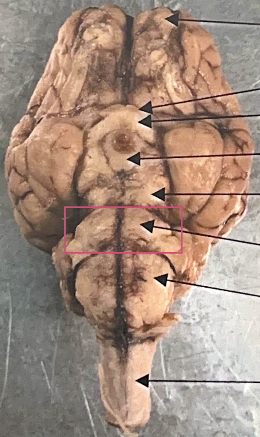 <p>What is this highlighted figure?</p>