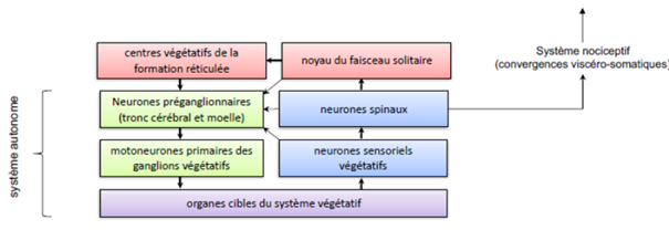 permettent un fonctionnement autonome du système végétatif et le maintien de l'homéostasie