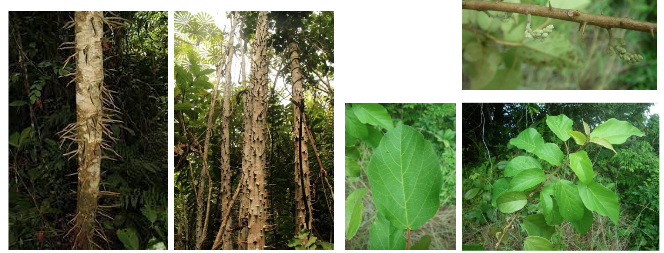 <p>A pioneer shrub or tree with a spiny trunk, fast growth rate, and used in traditional medicine.</p>