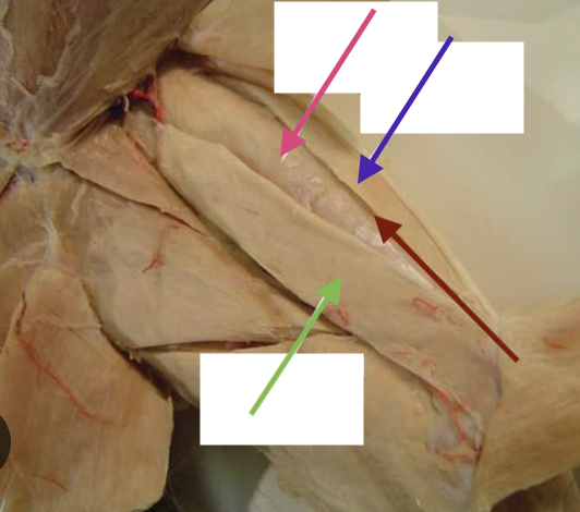 <p>would be between the two muscles that the red arrow is pointing to</p>