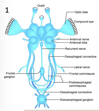 <ul><li><p>nervous system clusters - loosely built</p></li><li><p>a lot of sensory organs</p></li><li><p>structures ensure speed and reflexes</p></li></ul><p></p>