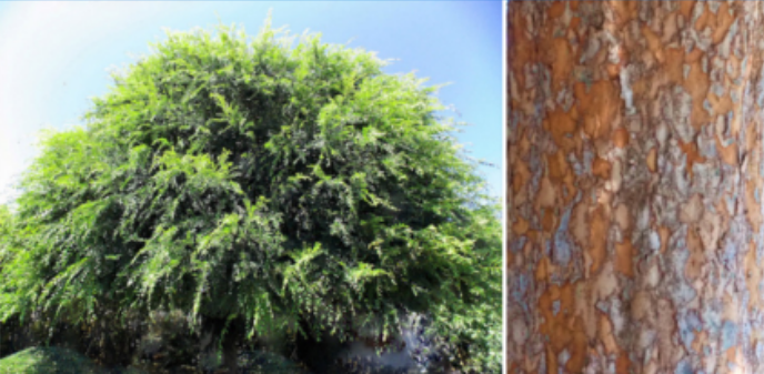 <p>Ulmaceae</p>