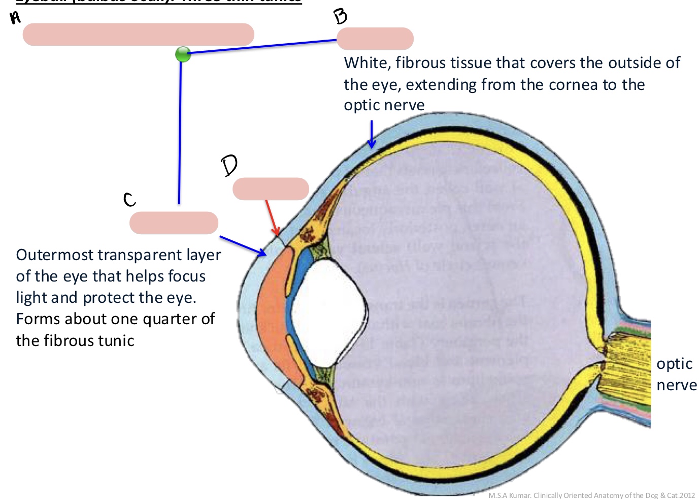 <p><span>Name the structure(s) indicated by a, b, c, and d.</span></p>
