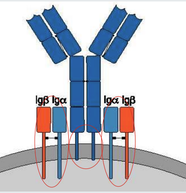 <ul><li><p>The B cell receptor comprises an antibody molecule of <strong>2 identical heavy chains</strong> and <strong>2 identical light chains.</strong></p></li><li><p>The <strong>antibody molecule </strong>has a <strong><u>transmembrane domain</u></strong> but <strong><u>no </u>independent signalling capability.</strong></p></li><li><p>B cell receptor signalling is dependent on <strong>Ig<sub>a</sub> and Ig<sub>b</sub>.</strong></p></li></ul><p>when the B cell receptor is <strong>cross linked </strong>- the signalling is initiated towards the nucleus&nbsp;</p>