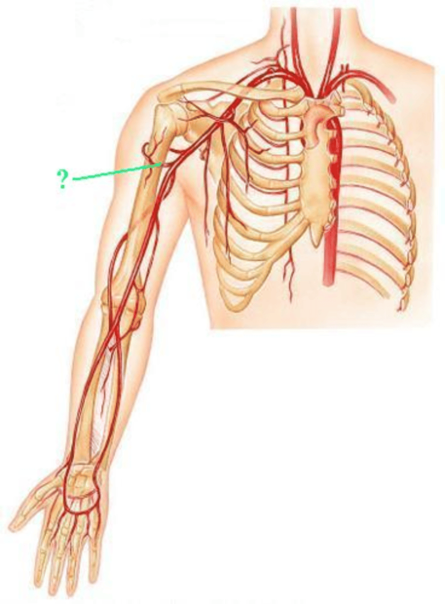 <p>Identify the indicated blood vessel.</p>