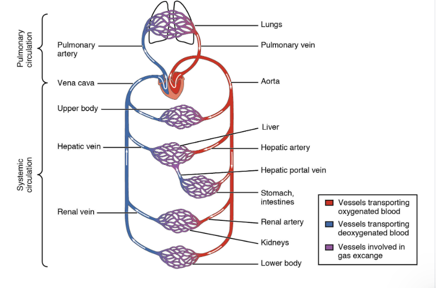 <p>pumps deoxygenated blood through the pulmonary arteries to capillaries in the lungs for gas exchange. Pulmonary arteries come from the right ventricle  </p>