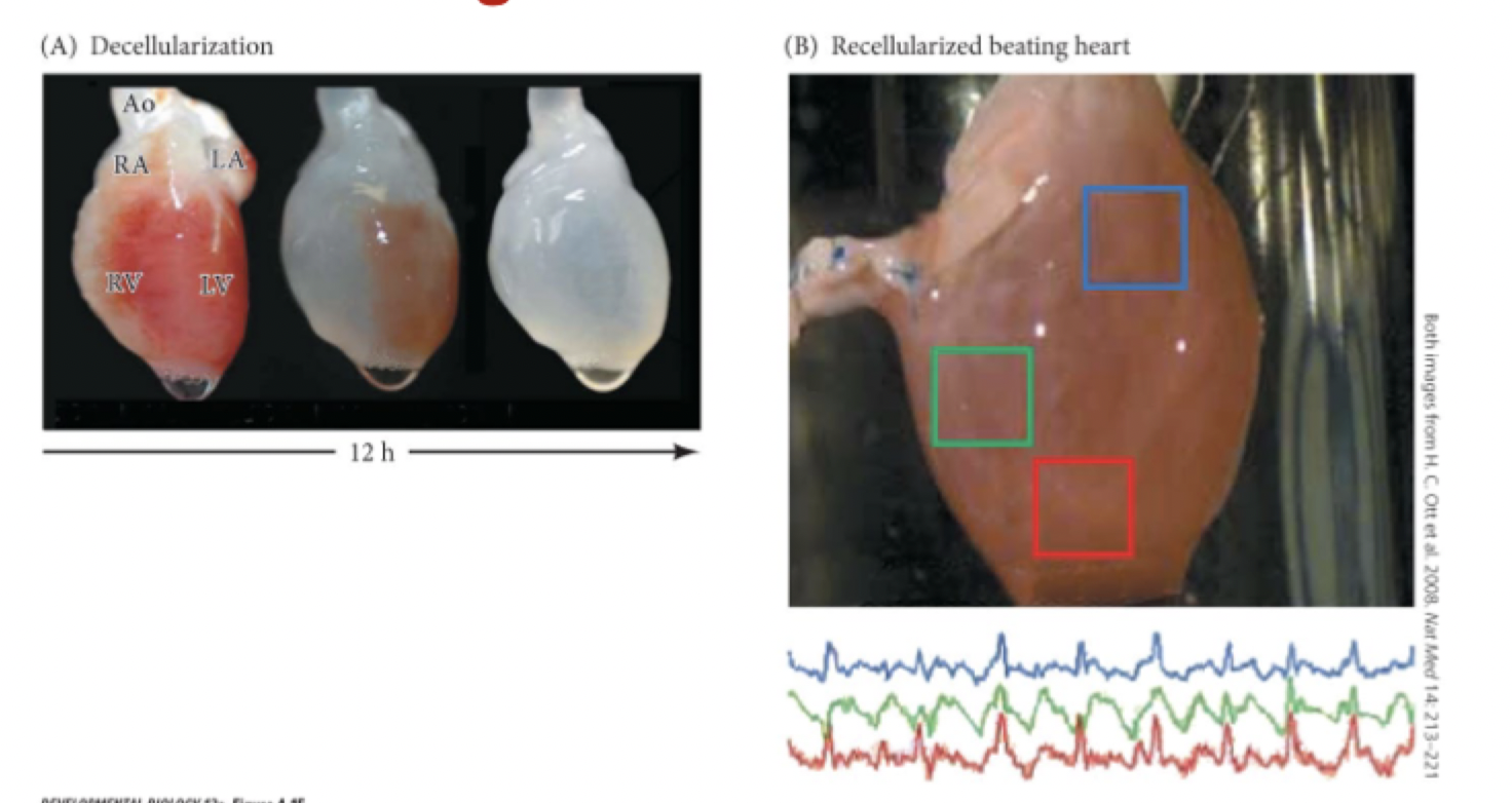 <p>Rat Heart:</p><ul><li><p>Open a rat and excised the heart</p></li><li><p>Took all the cell away by using a detergent call SDS</p></li><li><p>The heart becomes more transparent, left with just the ECM</p></li><li><p>Inject cardio myocytes, type of stem cell that are capable of differentiating into all the different cells of the heart&nbsp;</p></li><li><p>The cardio myocytes know how to reconstruct the whole heart</p></li></ul><p><strong>Is this an example of instructive or permissive interaction</strong></p>