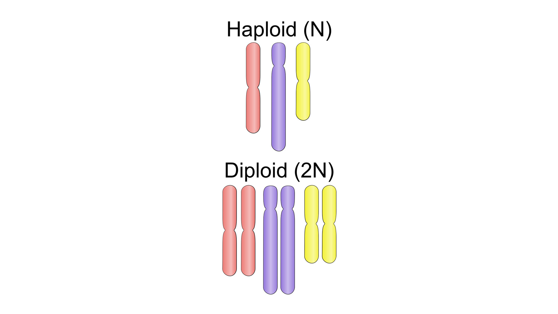 <p>The presence of two complete sets of chromosomes in an organism's cells, with each parent contributing a chromosome to each pair.</p>