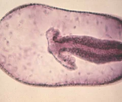 <p>stage 12; Blastoporeformed, surrounding yolk plug, blastopore elevated to point of posterior axis of embryo.</p>