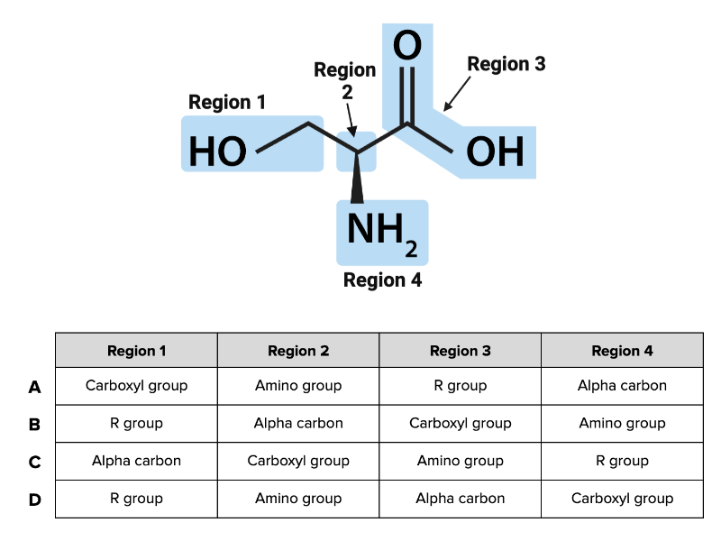 <p>Which combination of terms (A, B, C, or D) in the table accurately describes each region of the amino acid shown in the figure?</p><p>a. Combination A</p><p></p><p>b. Combination B</p><p></p><p>c. Combination C</p><p></p><p>d. Combination D</p>