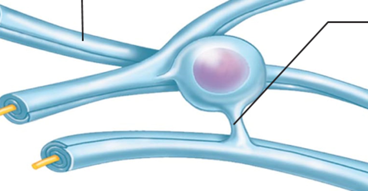 <p>form myelin sheath (insulating fat)</p><p>wrap around CNS nerve fibers</p>