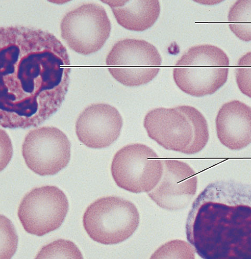 <p>What tissue type does this image depict?</p>