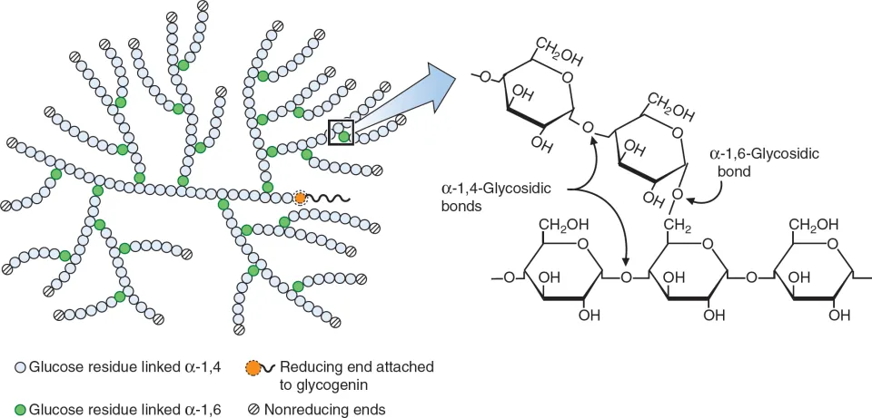 <ul><li><p>polysaccharide formed by the joining of <span style="font-family: Open Sans, Helvetica, Arial, sans-serif">α-glucose molecules</span></p></li><li><p><span style="font-family: Open Sans, Helvetica, Arial, sans-serif">branched - contains α-1,6 glycosidic bonds (as the branches) and α-1,4 glycosidic bonds in the chain (like in amylose)</span></p><p></p></li></ul><p></p>