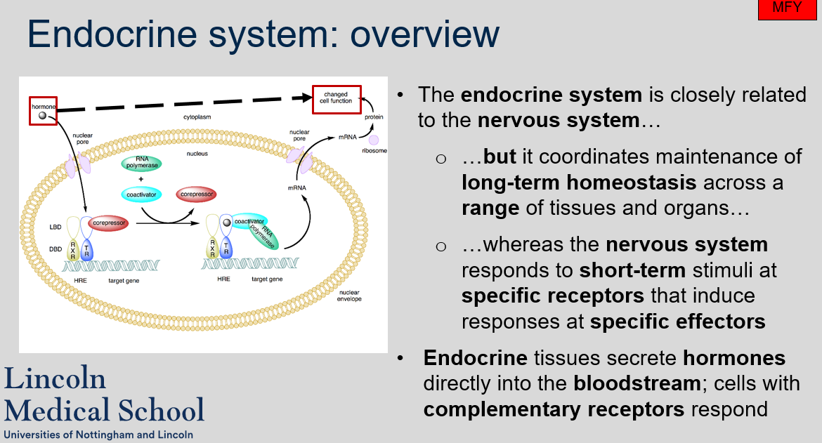 The endocrine system is closely related to the nervous system, but it coordinates maintenance of long-term homeostasis across a range of tissues and organs, whereas the nervous system responds to short-term stimuli at specific receptors that induce responses at specific effectors. 