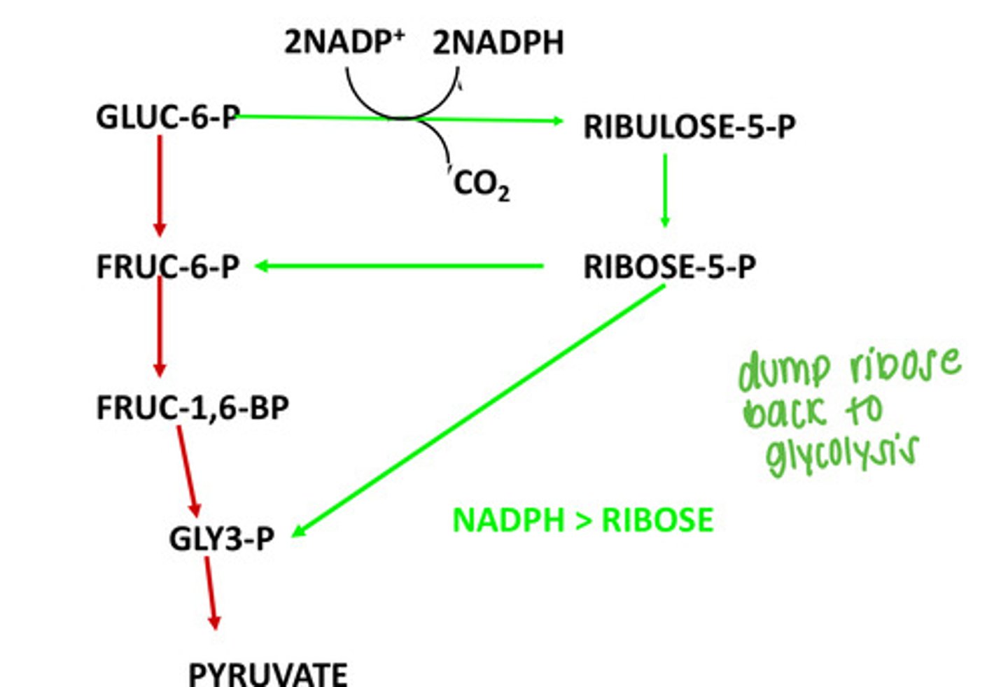 <p>Dump ribose back to glycolysis</p>