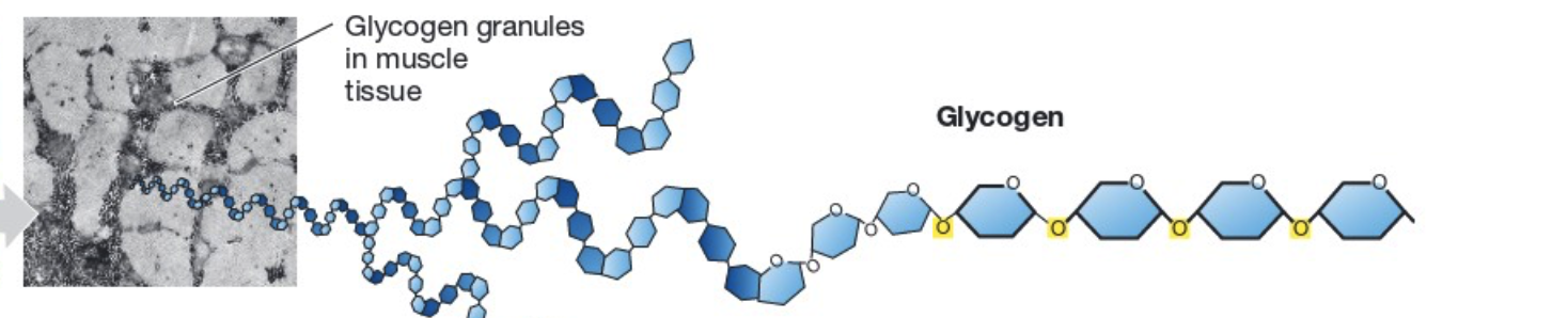 <ul><li><p><strong>Structure:</strong> a polymer of glucose and branched (allows for quick breakdown) and ⍺ 1,4 and ⍺ 1,6.</p></li><li><p><strong>Made by: </strong>animals.</p></li><li><p><strong>Function:</strong> long-term energy (glucose) storage.</p></li><li><p><strong>Found:</strong> liver and muscle tissue</p></li></ul><p></p>