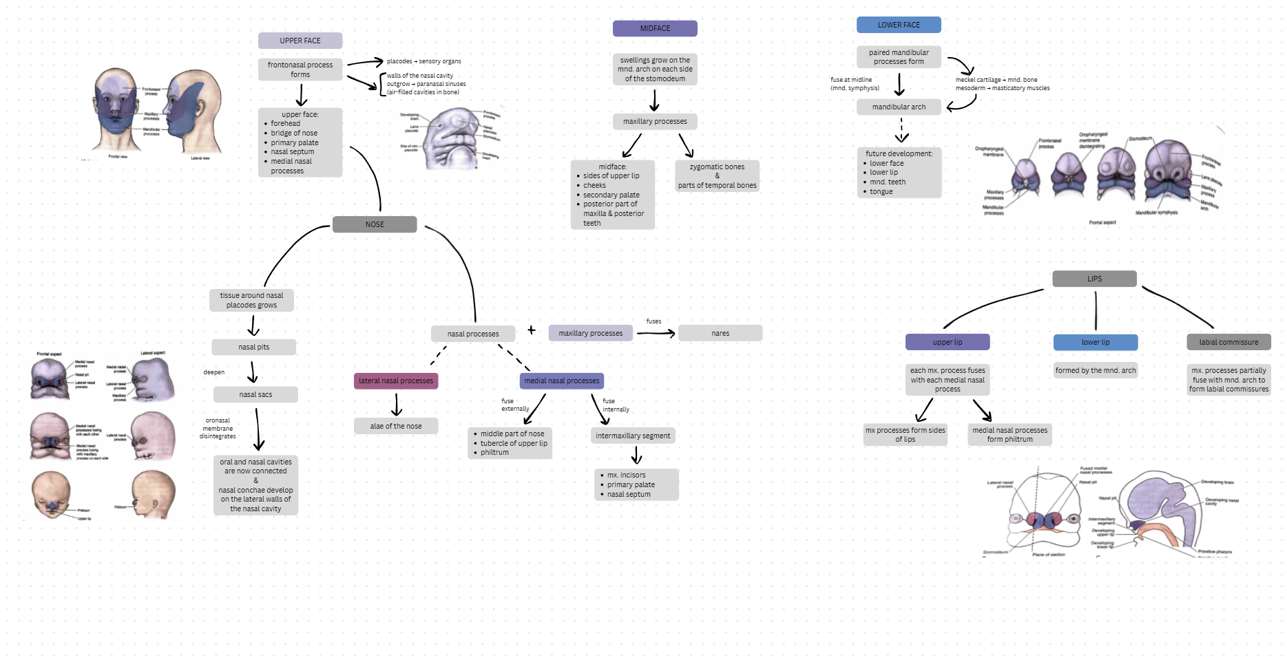 <ul><li><p>Upper Face →</p><ul><li><p>forehead, bridge of nose, primary palate, nasal septum, medial nasal processes</p></li></ul></li><li><p>Midface →</p><ul><li><p>midface: sides of upper lip, cheeks, secondary palate, posterior part of maxilla & posterior teeth</p></li><li><p>zygomatic bones and parts of temporal bones</p></li></ul></li><li><p>Lower Face →</p><ul><li><p>mandibular arch → lower face, lower lip, mnd teeth, tongue</p></li></ul></li></ul><p></p>