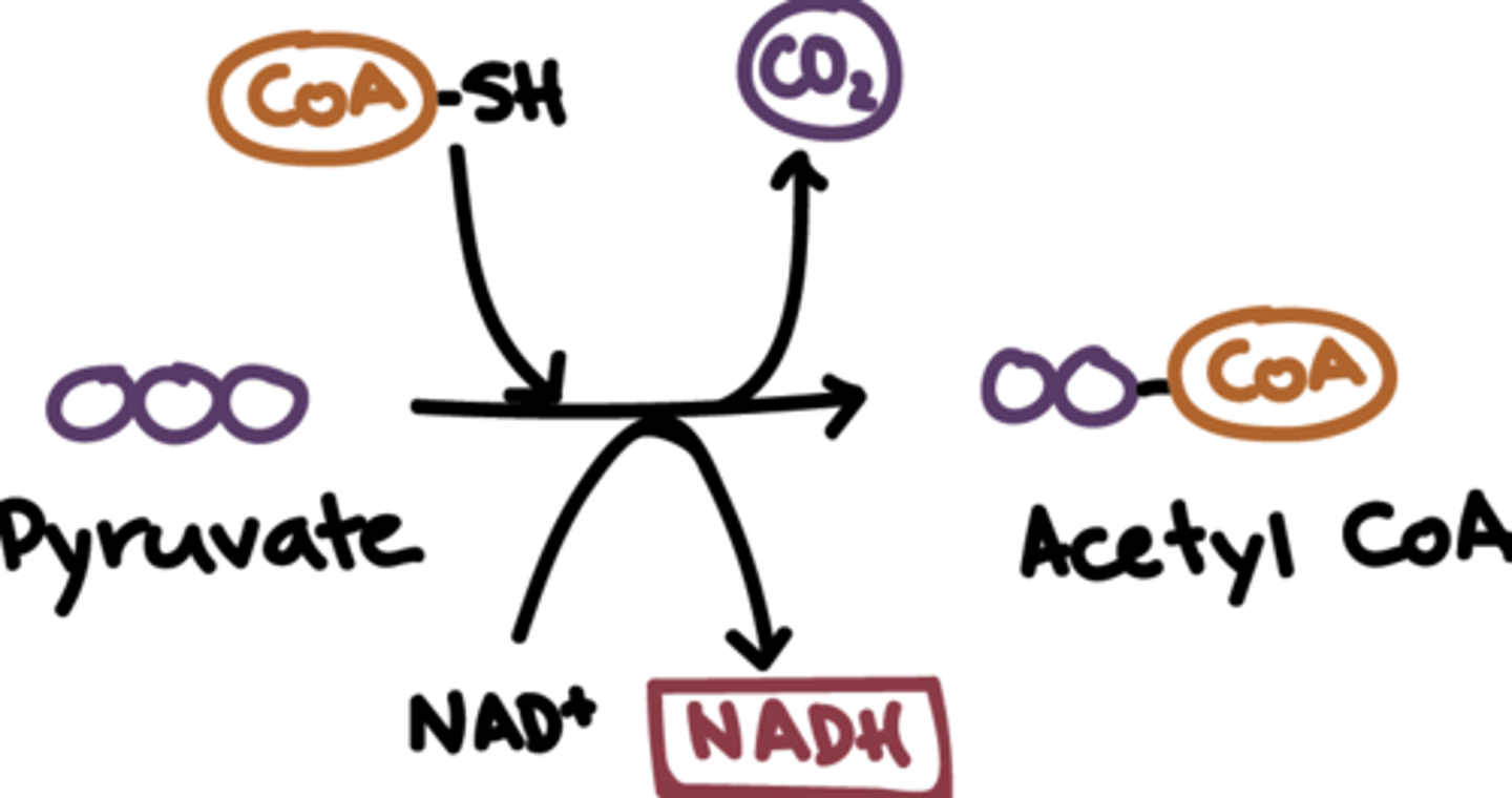 <p>"2nd stage of cellular respiration": conversion of pyruvate to acetyl CoA and CO2 that occurs in the mitochondrial matrix in the presence of O2 (aerobic)</p>