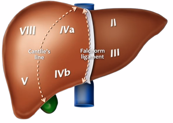<p>Through the fossa for the gallbladder to the groove for the inferior vena cava.</p>