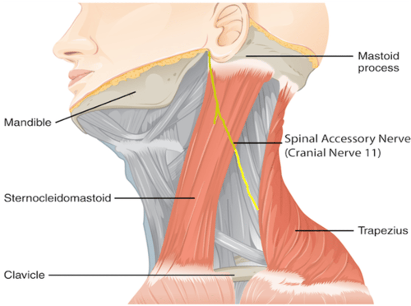 <p>Trapezius muscle</p><p>Sternocleidomastoid muscle</p>