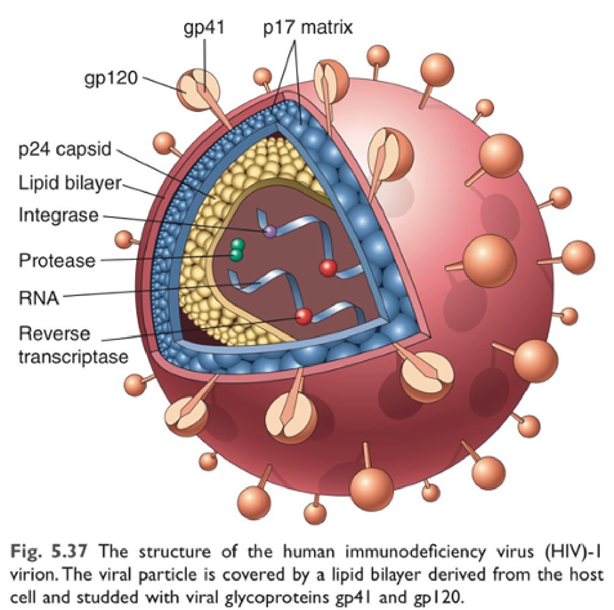 <p>Cylindrical center surrounded by a sphere-shaped lipid bilayer envelope</p><p>Inner sphere contains 2 SS copies of RNA as well as multiple proteins and enzymes necessary for HIV replication and maturation</p><p>• p24, p17, reverse transcriptase, integrase, and protease</p>
